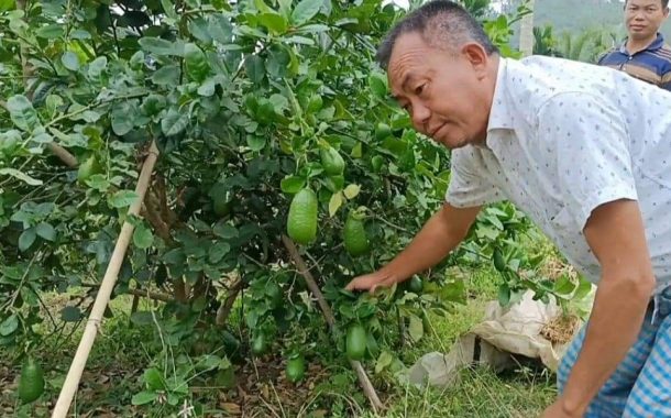 কাপ্তাই ওয়াগ্গায় লেবুর বাম্পার ফলন আর্থিক সচ্ছলতা ফিরেছে বটতলীর চাষি সুমেল তঞ্চঙ্গ্যা