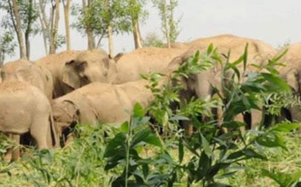 কাপ্তাইয়ে বণ্য হাতির আক্রমনে এক নারীর মর্মান্তিক মৃত্যু